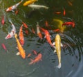 Gold fishes over water