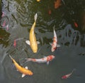 Gold fishes over water