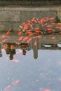 gold fishes in pond in public park in Beijing Royalty Free Stock Photo