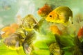 Gold fishes swimming in fish aquatic ornament tank relaxation at beautiful fish shop thailand