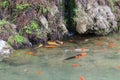 gold fishes in Yi river in longmen grottoes Royalty Free Stock Photo