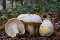 Gold flecked woodwax mushrooms Royalty Free Stock Photo