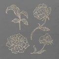 Gold floral outline set illustrated