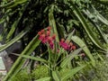 The gold flower Asclepias curassavica is a flowering plant originating from North America, but can also be found in Indonesia.