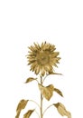 Gold flower