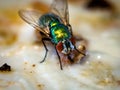Gold fly on a plate with food leftovers Royalty Free Stock Photo
