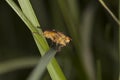 Gold fly siting on the grass Royalty Free Stock Photo