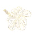 Gold foil tropical hibiscus flower. Chinese rose flower. Hand drawn vector line art illustration for logo, card or Royalty Free Stock Photo