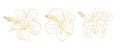 Gold foil tropical hibiscus flower set. Chinese rose flower. Hand drawn vector line art illustration for logo, card or Royalty Free Stock Photo