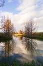 Gold forest and reflection water