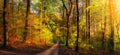 Gold forest scenery with rays of light