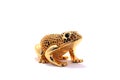 Gold frog Royalty Free Stock Photo