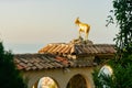 Gold goat statue in the beautiful and historical Eze Village Royalty Free Stock Photo