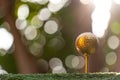 Golden golf ball is the world`s biggest sport Royalty Free Stock Photo