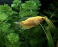 Gold Gourami, trichogaster trichopterus