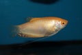 Gold gourami (Trichopodus trichopterus) aquarium fish