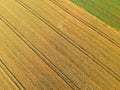 Gold grain fields with truck tracks, green meadow, aerial view from top