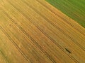 Gold grain fields with truck tracks, green meadow, aerial view from top