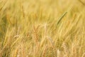 Gold grain ready for harvest in a farm field