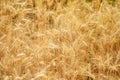 Gold grain ready for harvest in a farm field