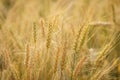 Gold grain ready for harvest in a farm field