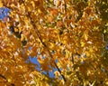 Mid-afternoon sunlight on autumn leaves Royalty Free Stock Photo