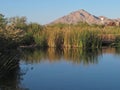 Pond Reflections Clark County Wetlands Park, Las Vegas, Nevada Royalty Free Stock Photo