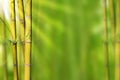 Gold Green stems bamboo and green abstract background