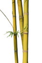 Gold Green stems bamboo isolated on white background