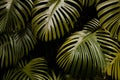 Gold and green tropical Monstera and palm leaves Royalty Free Stock Photo