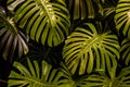 Gold and green tropical Monstera and palm leaves Royalty Free Stock Photo