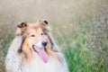 Gold hairy gorgeous rough collie portrait Royalty Free Stock Photo