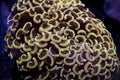 Gold hammer euphyllia coral