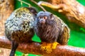 Gold handed tamarin monkey Saguinus midas is resting on the tree branch. Detail look to primate animal. Small mammal naturally
