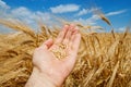Gold harvest in hand Royalty Free Stock Photo
