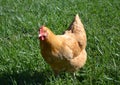 Poultry chicken gold buff orpington hen Royalty Free Stock Photo