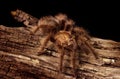 Gold Honduran Curlyhair Tarantula Royalty Free Stock Photo