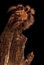 Gold Honduran Curlyhair Tarantula