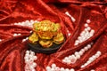 Gold hoptoad Royalty Free Stock Photo