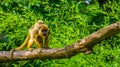 Gold howler mother monkey carrying its infant on her back, Primate with baby, Tropical animal specie from America