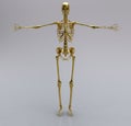 Gold Human Skeleton