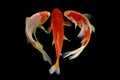 Gold koi fish isolated on black background Royalty Free Stock Photo