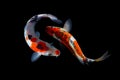 Gold koi fish isolated on black background Royalty Free Stock Photo