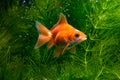 Gold koi fish isolated on green water plants background Royalty Free Stock Photo