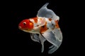 Koi fish Shiro Utsuri Koi fish Black background