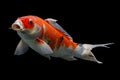 Koi fish Shiro Utsuri Koi fish Black background