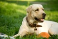 Gold labrador retriever