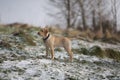 Gold labrador retriever puppy in snow Royalty Free Stock Photo