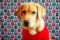 Gold labrador retriever in red sweater on christmas background.