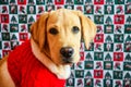 Gold labrador retriever in red sweater on christmas background.